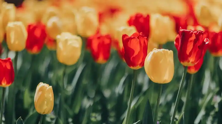 美丽的郁金香图片桌面壁纸