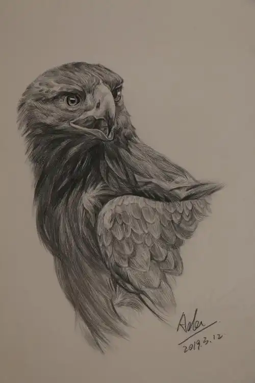 素描鹰|纯艺术|绘画|悟空ada - 临摹作品 - 站酷 (zcool)