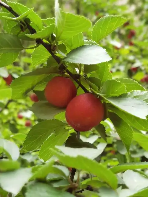 春天观花夏天观果的榆叶梅