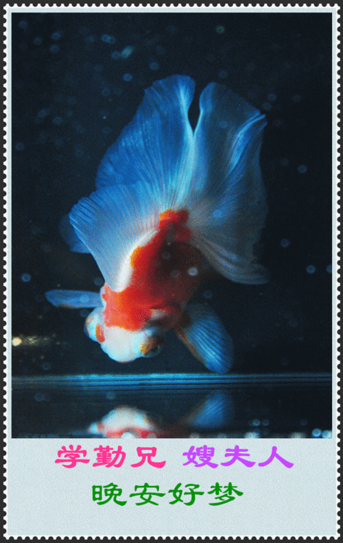 600_950竖版 竖屏gif 动态图 动图