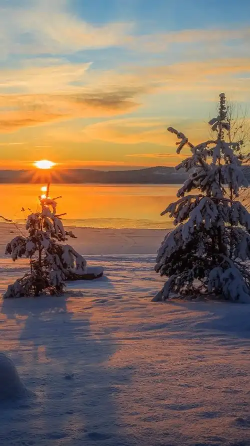 阿尔维卡瑞典冬天雪树木日落4k