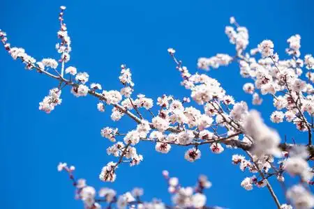 在蓝天的衬托下,杏花的枝桠.白色的花朵.春天的背景.照片