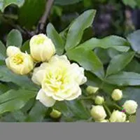 唯美好看七里香微信头像【点击鼠标右键下载】