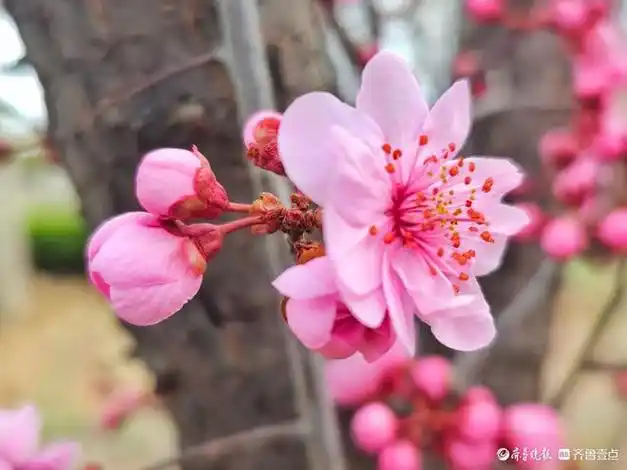 美人梅花团锦簇|盛开|园林|玉带|花朵|马头镇_网易订阅