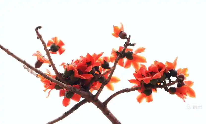木棉花花语:珍惜身边的人!珍惜眼前的幸福