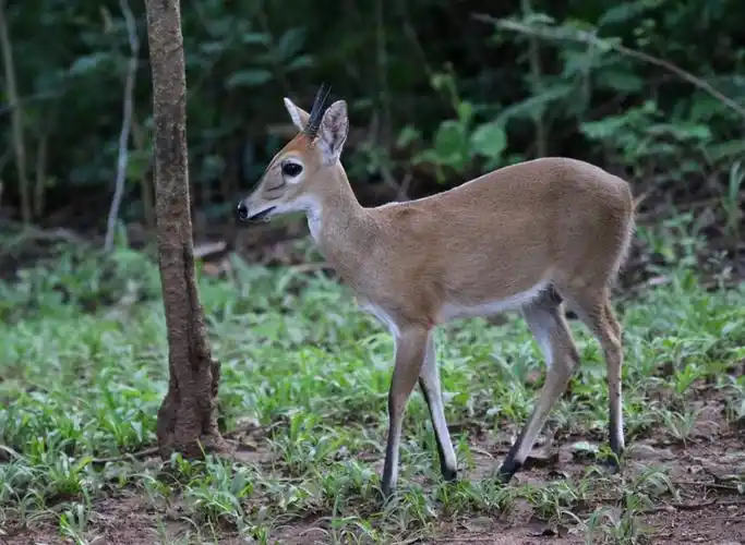 p>普通小羚羊(学名: i>sylvicapra grimmia /i>):是偶蹄目,牛科,普通