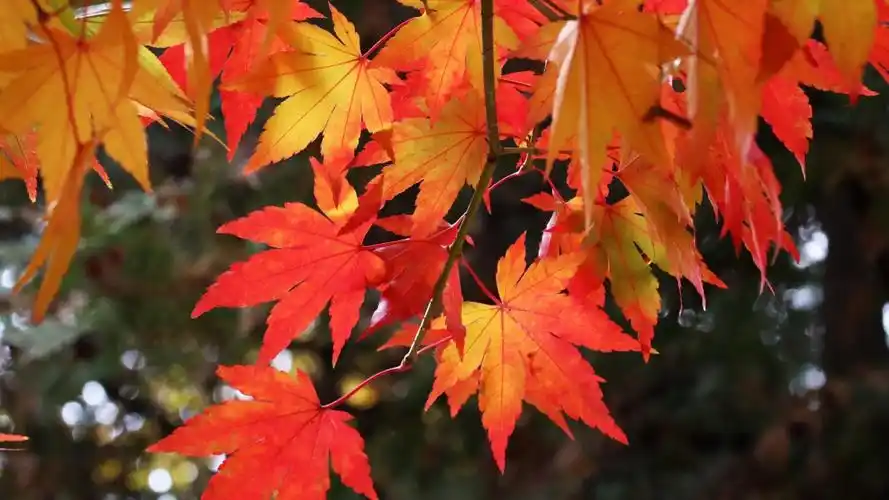 秋天最美的枫叶图片-花卉壁纸-高清花卉图片-第2图-娟娟壁纸