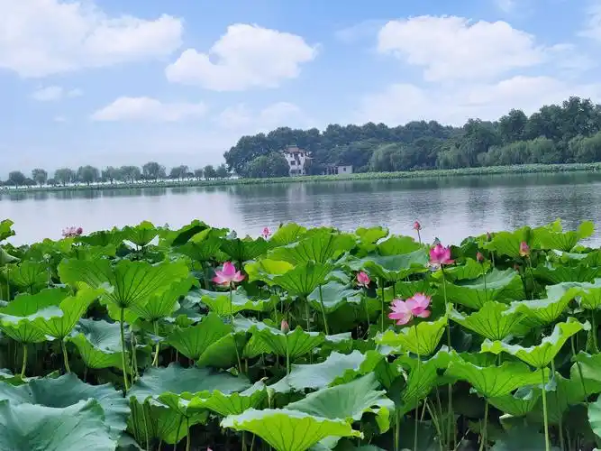 西湖荷花 - 美篇