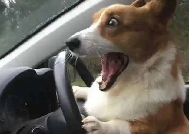 柯基开车"吓疯了",戏精上身后,那表情承包了我一年的笑点