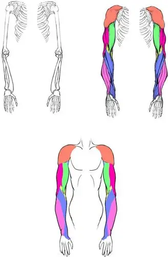 手臂肌肉参考素材 - 优动漫 动漫创作支援平台