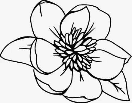黑色线条花朵