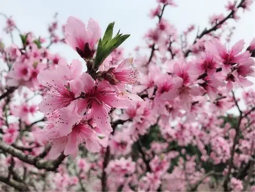 桃花有粉红的,深红的,浅紫的,在青翠欲滴的绿叶映衬下,更显得鲜艳娇美
