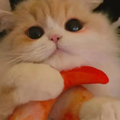 可爱猫咪 猫猫 头像小合集 - 知乎