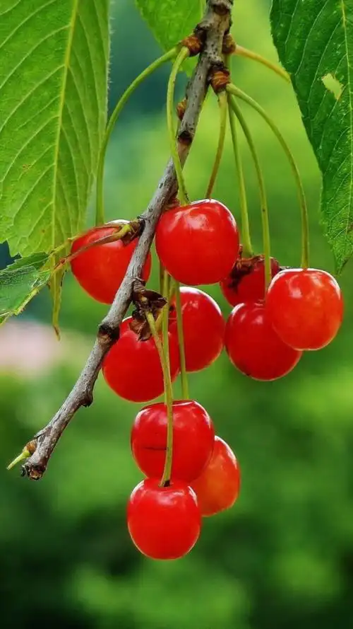 水果- 堆糖,美图壁纸兴趣社区