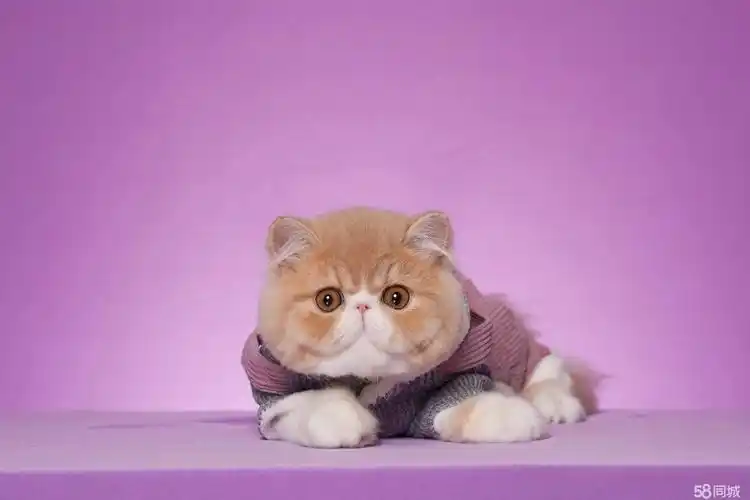 粘人听话的加菲宝宝 会用猫砂 健康纯种可爱送用品