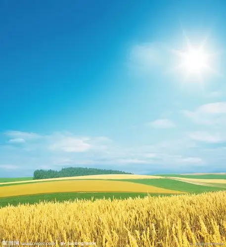 蓝天下的金黄麦田图片
