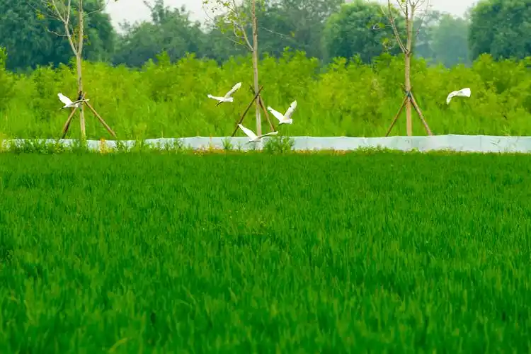 东丽区绿色生态屏障展露新姿