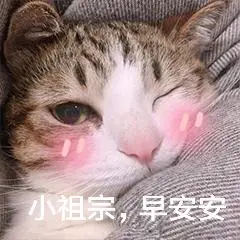 猫咪喵星人小祖宗早安安害羞搞笑可爱萌萌哒gif动图_动态图_表情包