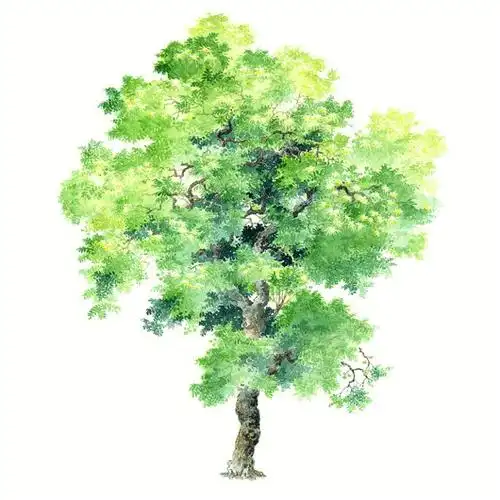 环艺手绘元素树木