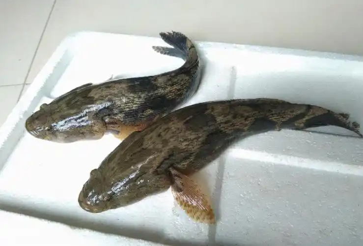 笋壳鱼为什么这么贵笋壳鱼多少钱一斤