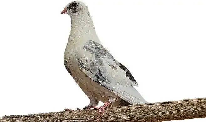 站立灰色白色鸽子