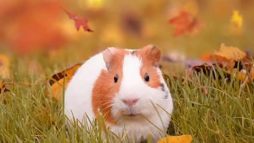 可爱的小仓鼠壁纸图片