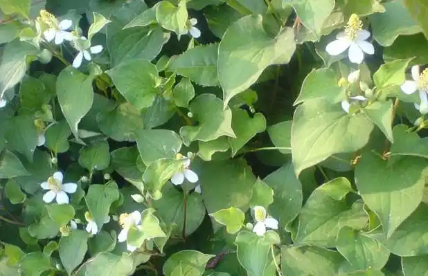首页 生活频道 中草药知识   鱼腥草产于我国长江流域以南各省,性寒凉