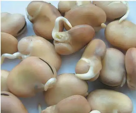 蚕豆种子多少钱一斤蚕豆种子批发价格是多少