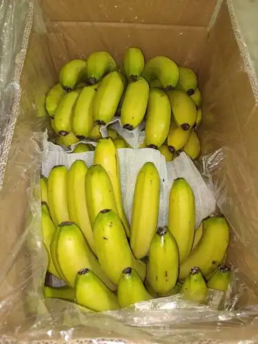[香蕉批发]精品香蕉质量保证常年有货菲律宾进口香蕉质量好价格0.