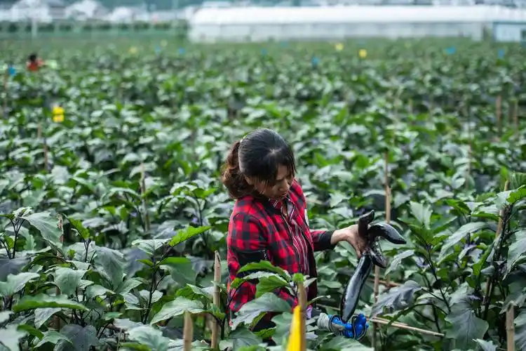 当地村民在泗渡镇观坝坝区田间采摘茄子(6月14日摄).