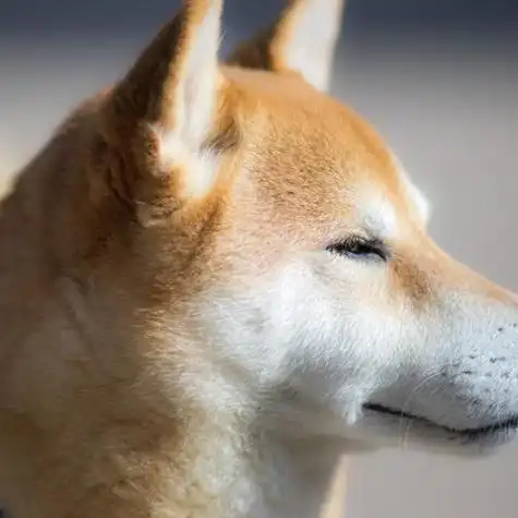 可爱的柴犬头像,聪明可爱的柴犬自己也想养一只