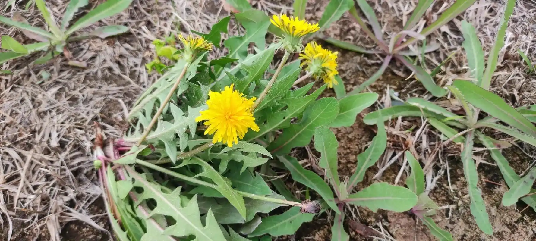 中华医药——中草药之蒲公英相信中草药科学性和神奇的強大力.