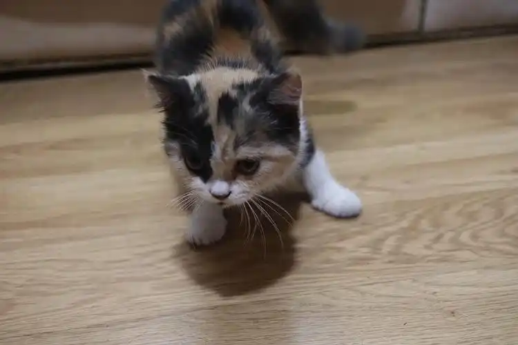 上海英短串串小奶猫求领养