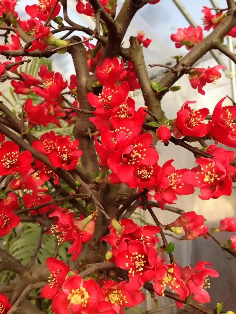 新品种牡丹海棠,又名十二一重海棠 - 抖音