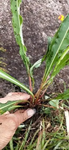 拳参,又称之为虾参!