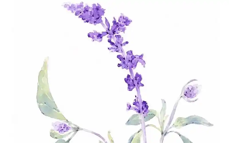 鼠尾草绘画过程