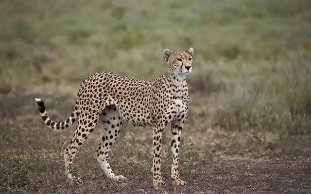 全身都有黑色斑点,猎豹的英文 cheetah,就是有斑点的意思.