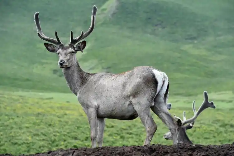 这是在肃南裕固族自治县大河乡境内的草原上拍摄的马鹿(7月20日摄).
