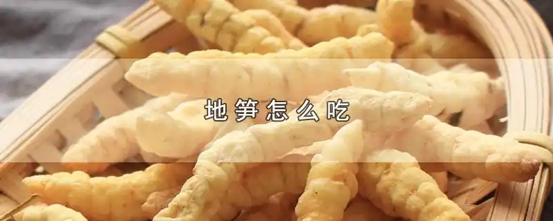 生活知识科普地笋怎么吃