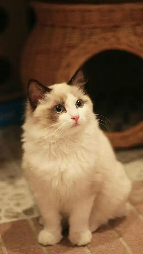 世界上最可爱的猫,萌化你的心!