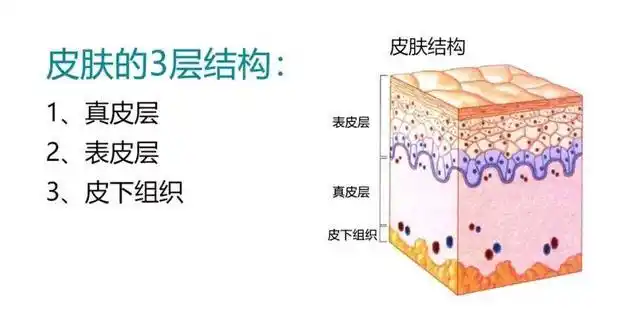 皮肤的结构都是需要什么样的营养
