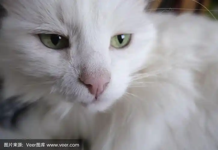 漂亮的白猫,有着明亮的绿色眼睛和粉红色的鼻子