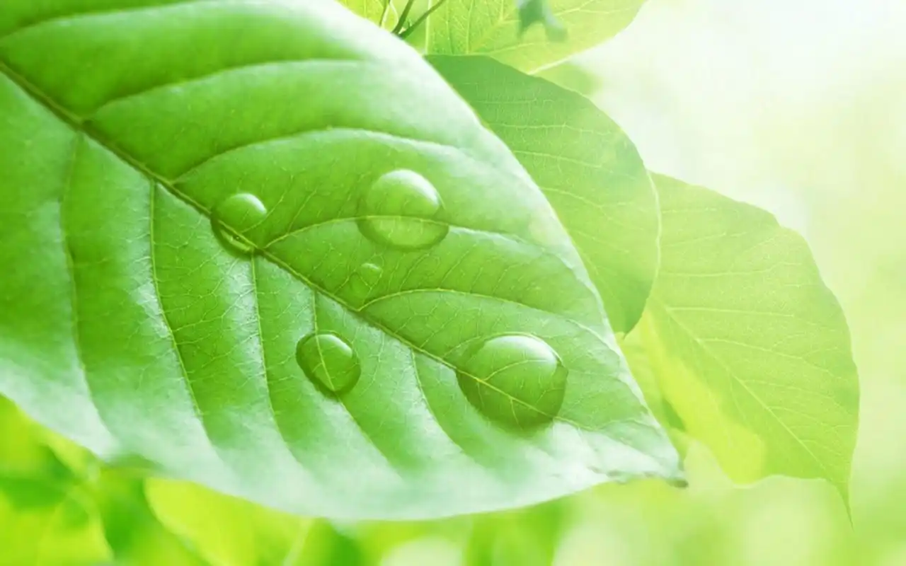 桌面壁纸 植物壁纸 绿色护眼小清新叶子高清图片桌面壁纸 (5/ 6) 2018