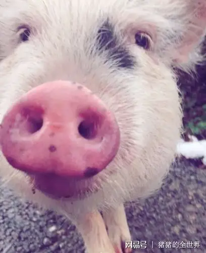 南方的猪第一次看见雪丑萌丑萌的对不对