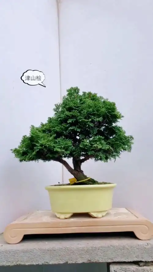 进口盆景 津山桧