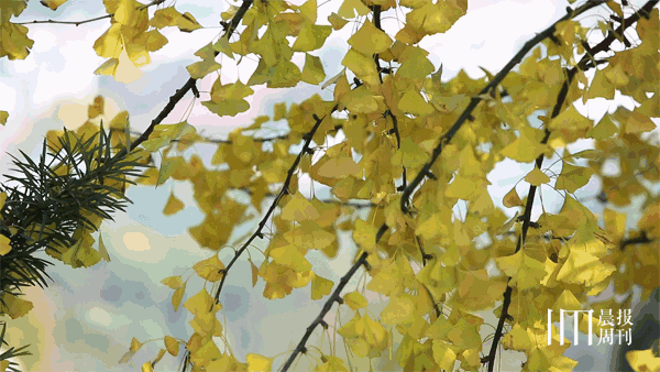 我们私藏了一份长沙最美的秋天,诗意得能让四季倒流~ | 长沙指南