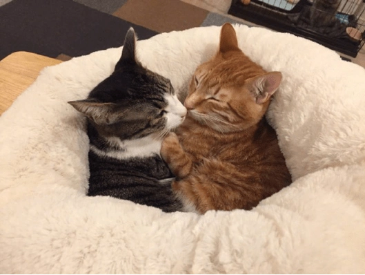 两只猫一起睡觉冬天冷了要抱团取暖猫猫花式秀恩爱酸哭大家