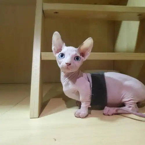 斯芬克斯无毛猫矮脚芭比诺