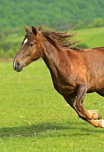马,急促,驰骋,道路