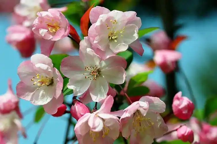 【西府海棠】 第 15 幅查看大图曝光:auto exposure光圈:f6.